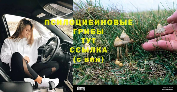 гашик Снежногорск